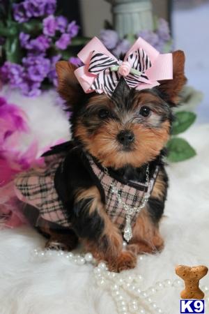 Puppies in Miami